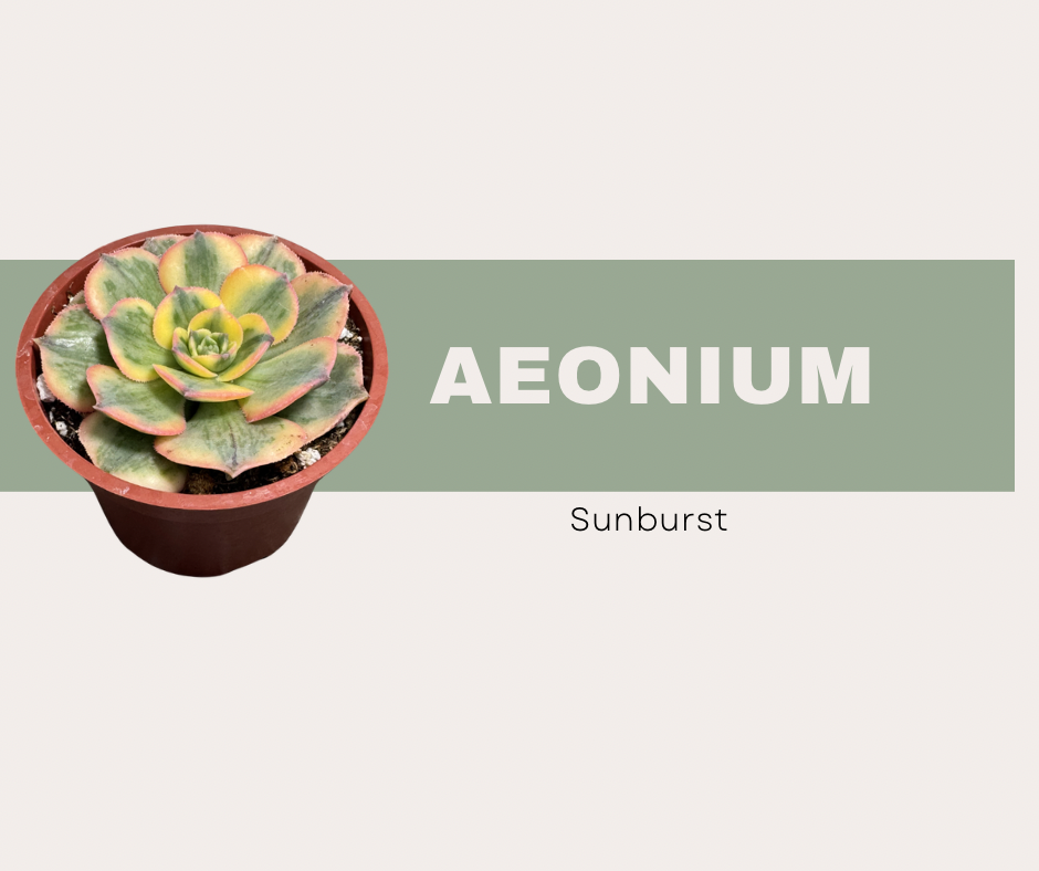 Aeonium ‘Sunburst’: The Most Colorful Statement Succulent You Can Grow