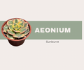 Aeonium ‘Sunburst’: The Most Colorful Statement Succulent You Can Grow