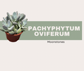 Pachyphytum oviferum- Moonstones 🌕🪨