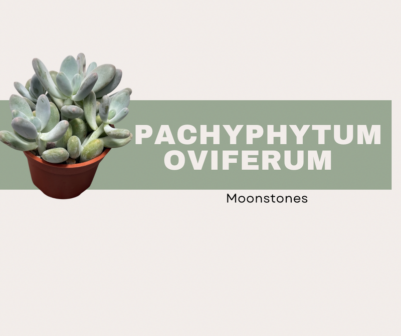 Pachyphytum oviferum- Moonstones 🌕🪨