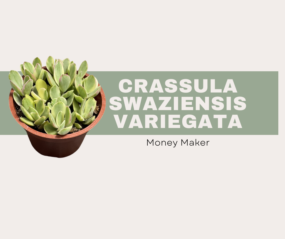 Meet ‘Money Maker’: The Low-Maintenance Succulent That Still Shows Off