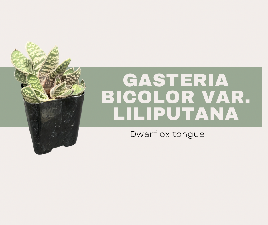 Gasteria bicolor var. liliputana- Dwarf ox tongue