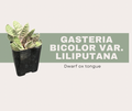 Gasteria bicolor var. liliputana- Dwarf ox tongue