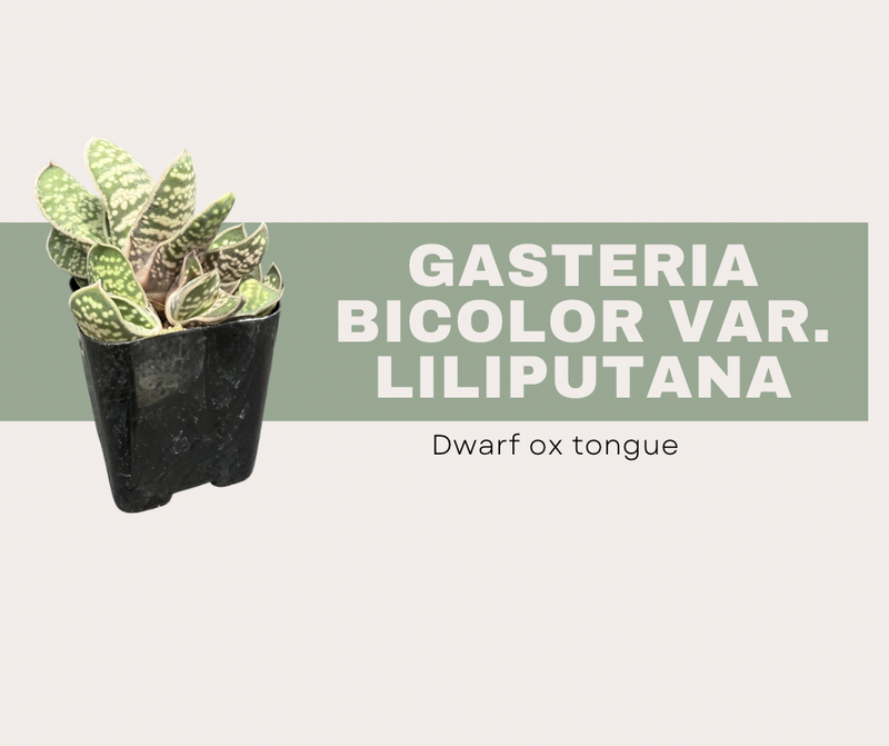 Gasteria bicolor var. liliputana- Dwarf ox tongue