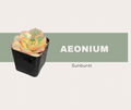 Aeonium Sunburst Care Guide