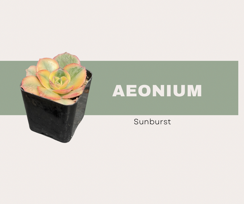 Aeonium Sunburst Care Guide