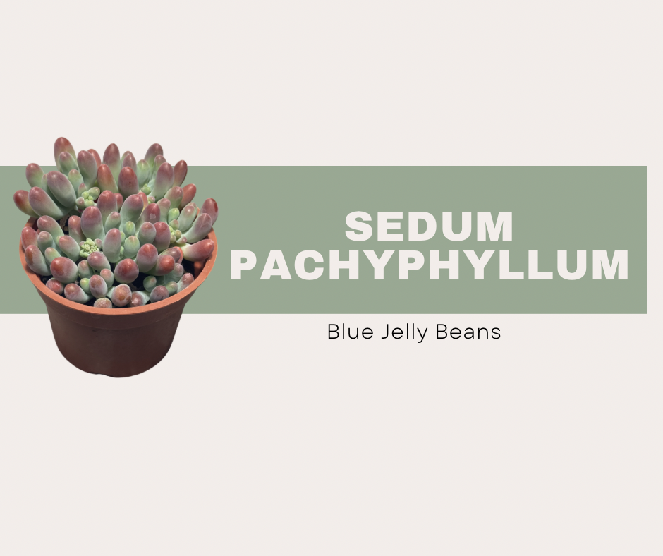 Sedum pachyphyllum (Blue Jelly Beans) Care Guide