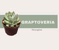 Graptoveria ‘Moonglow’ Care Guide
