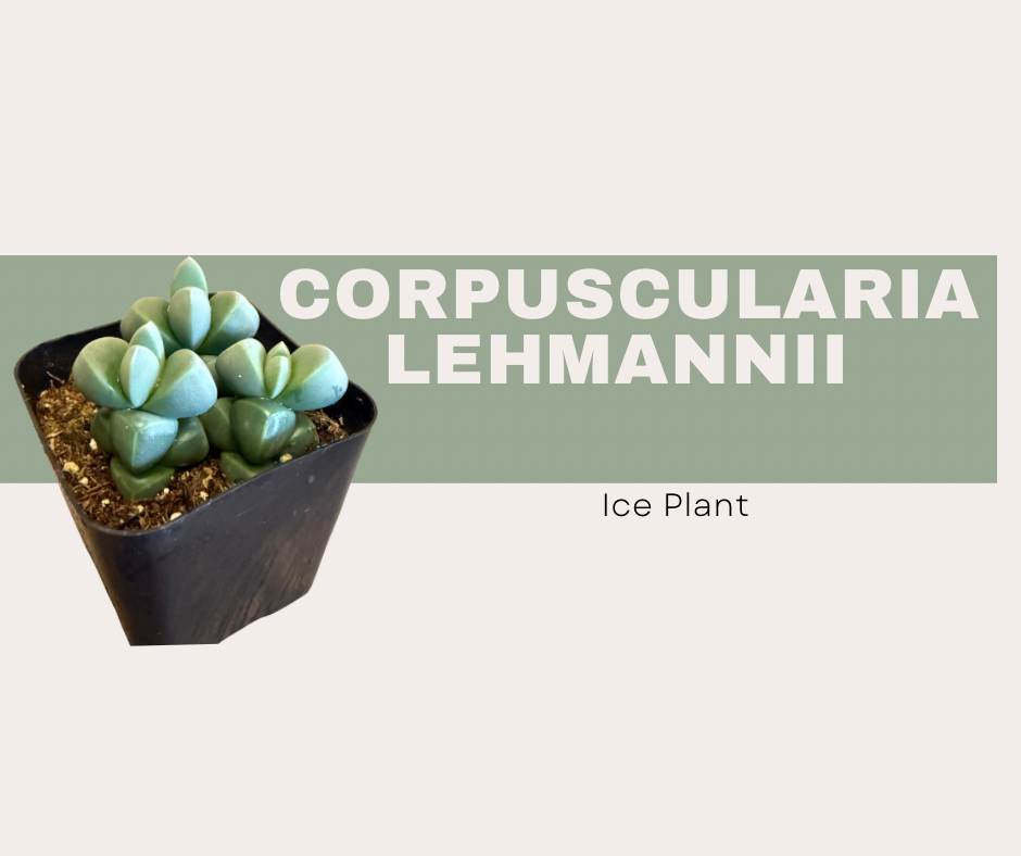 succulent plant