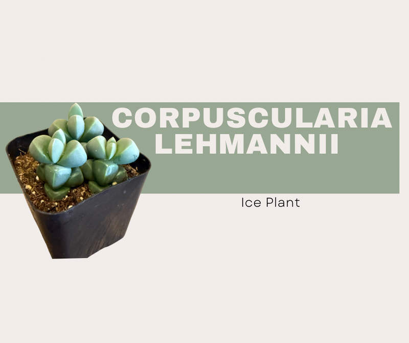 succulent plant