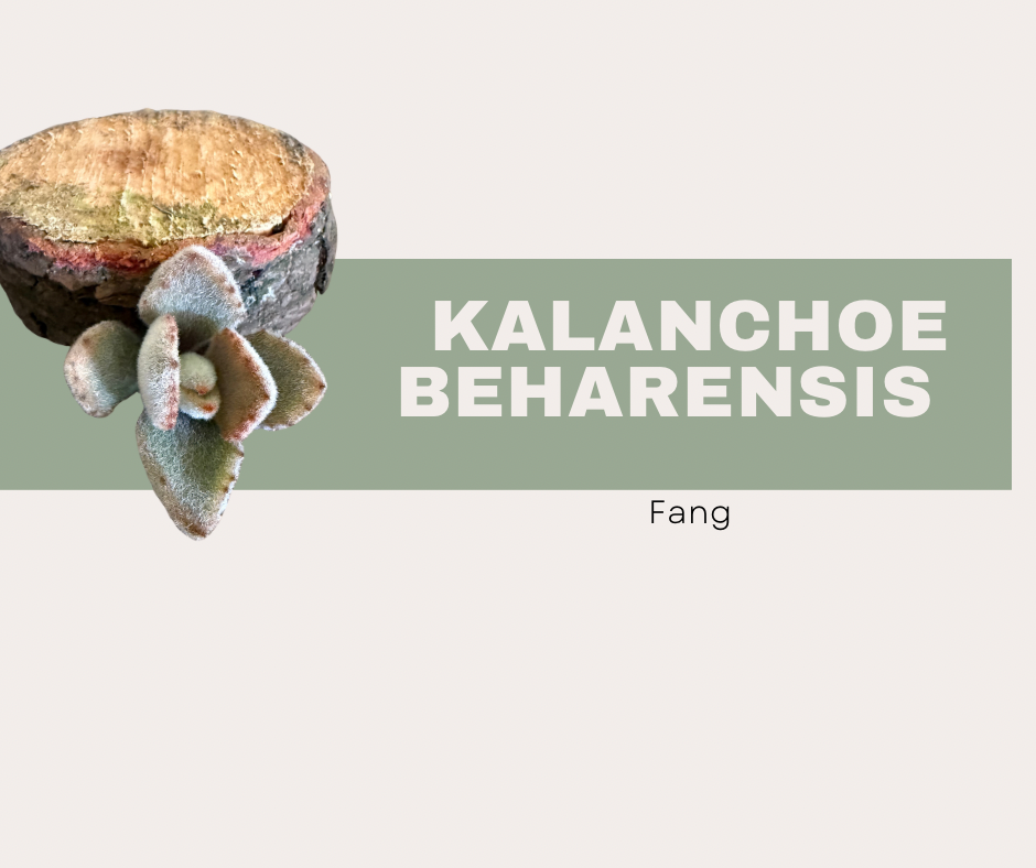Kalanchoe Beharensis Fang