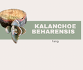 Kalanchoe Beharensis Fang