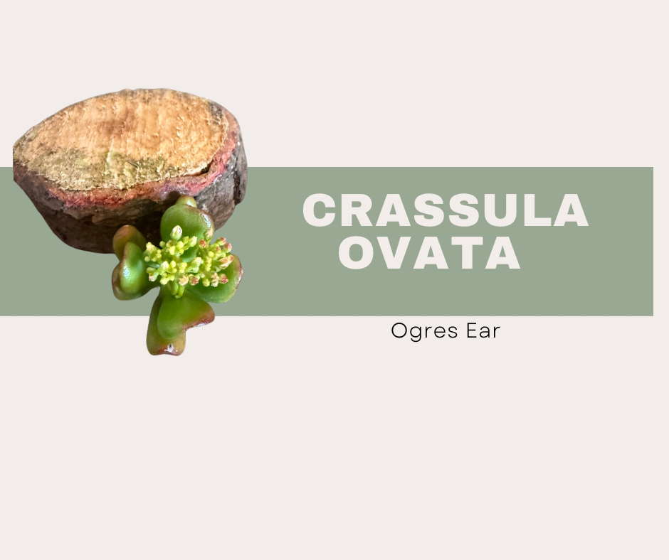 Crassula ovata ‘Ogre’s Ear’