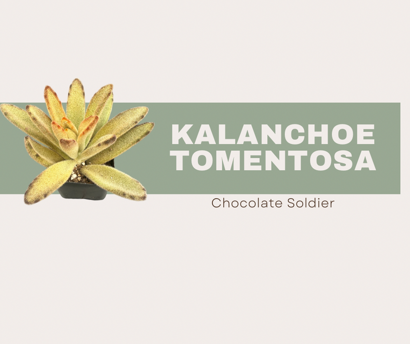 Kalanchoe tomentosa -Chocolate Soldier Care Guide 🍫