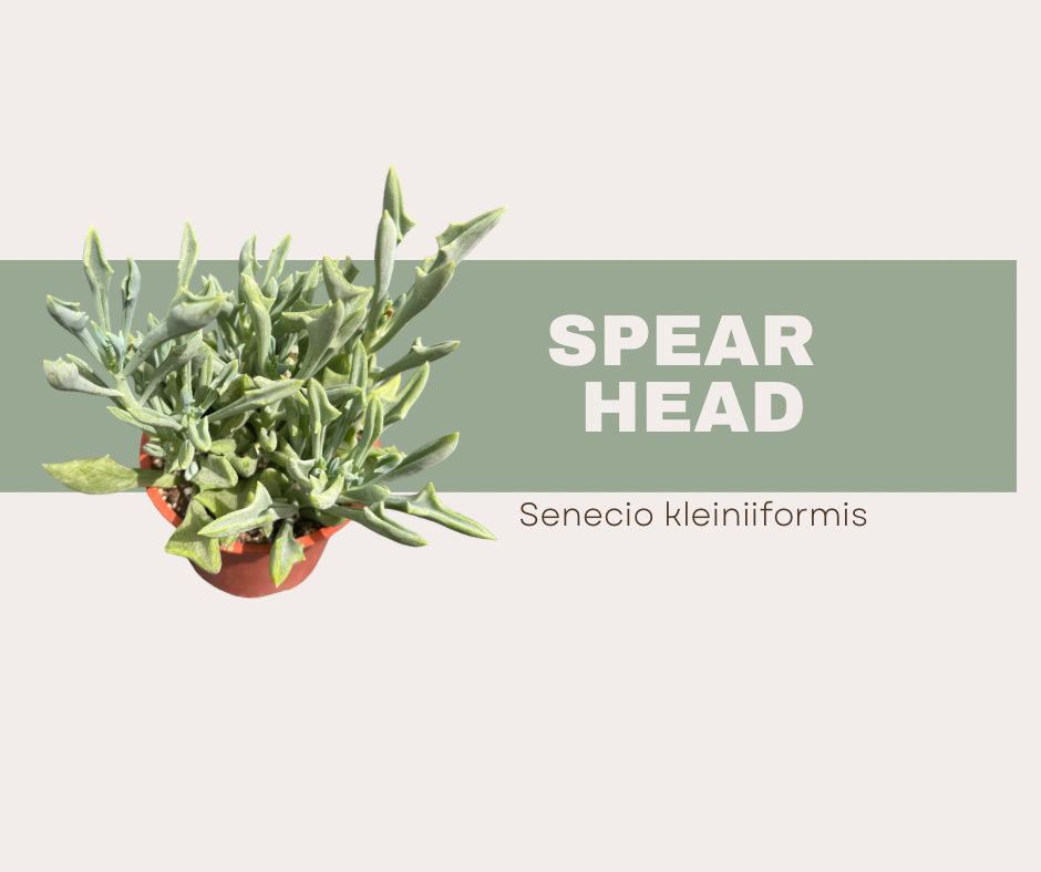 Senecio Kleiniiformis- Spear Head Succulent