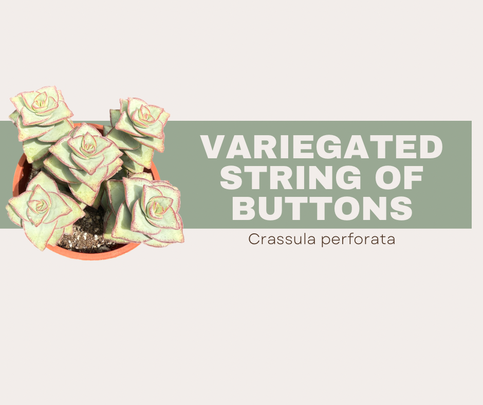 Crassula Perforata Variegata- Variegated String of Buttons