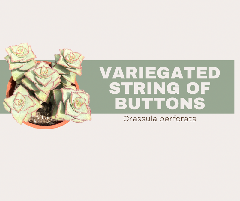 Crassula Perforata Variegata- Variegated String of Buttons