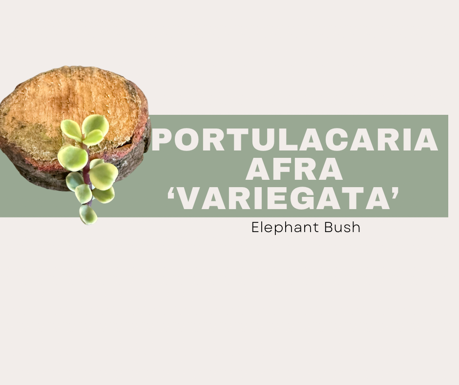 Portulacaria afra ‘Variegata’