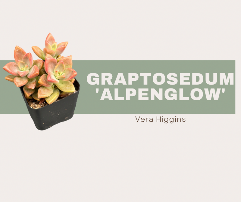 Graptosedum 'Alpenglow' -Vera Higgins