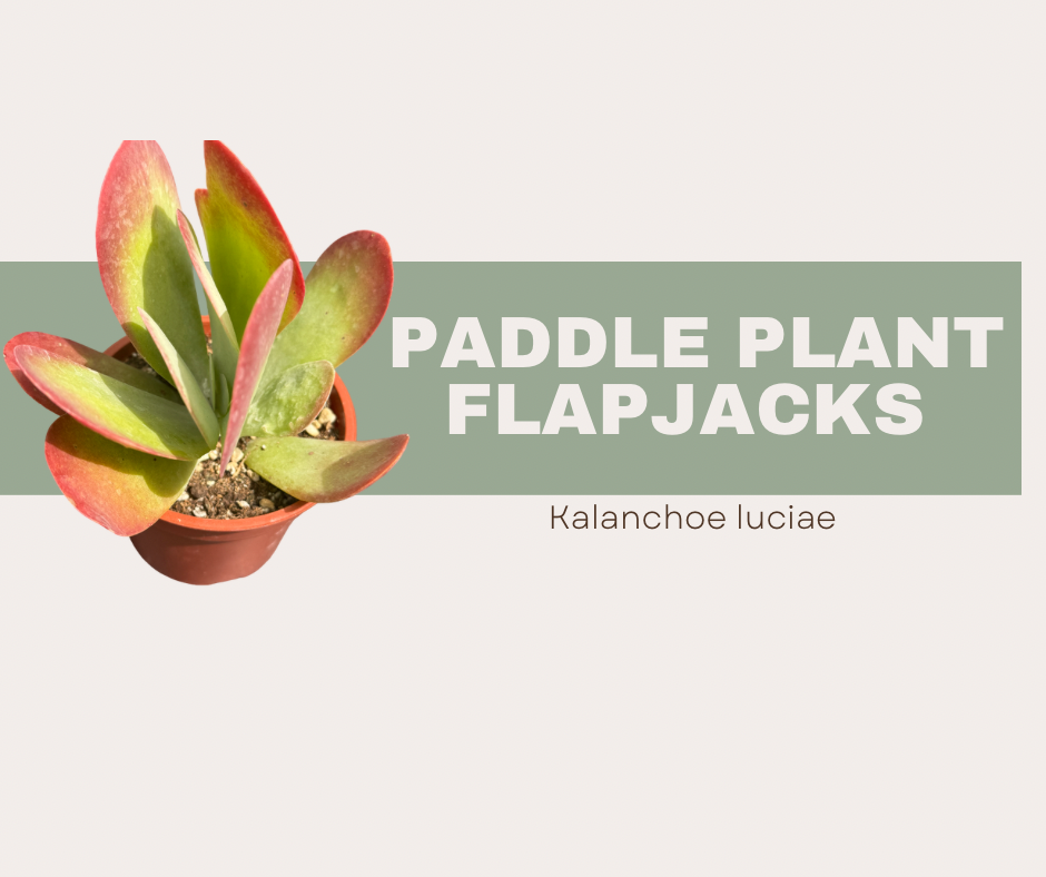 Kalanchoe luciae-Paddle Plant (Flapjacks)