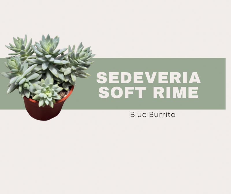 Sedeveria ‘Soft Rime’- Blue Burrito
