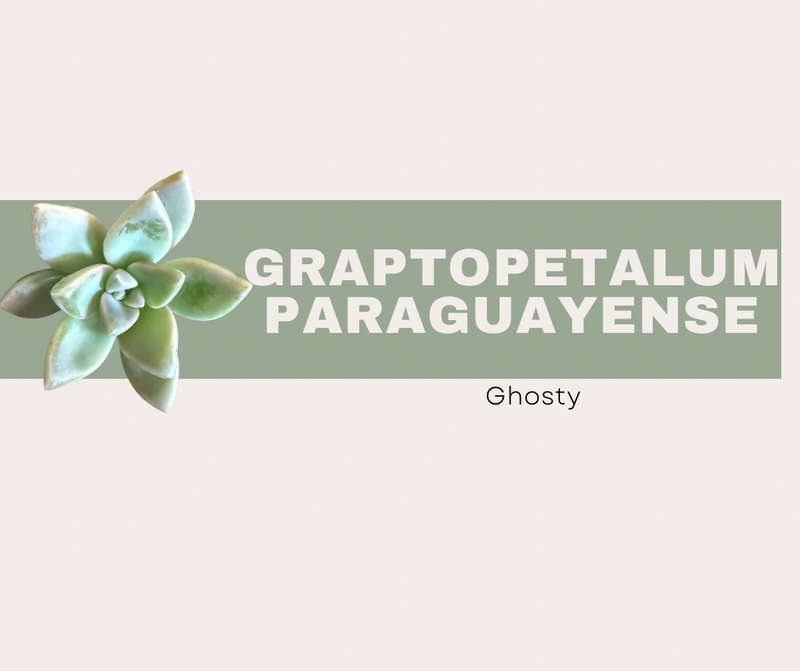 Graptopetalum paraguayense- Ghosty