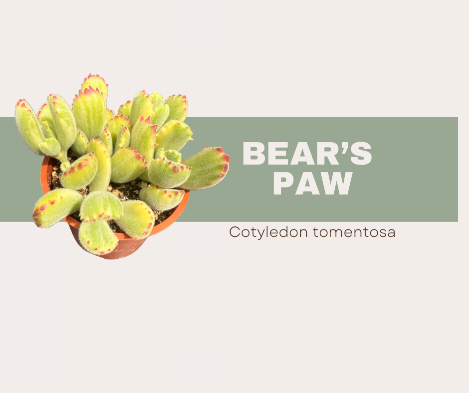 Cotyledon tomentosa- Bear’s Paw Succulent