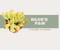 Cotyledon tomentosa- Bear’s Paw Succulent