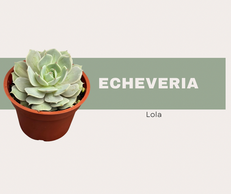 Echeveria Lola