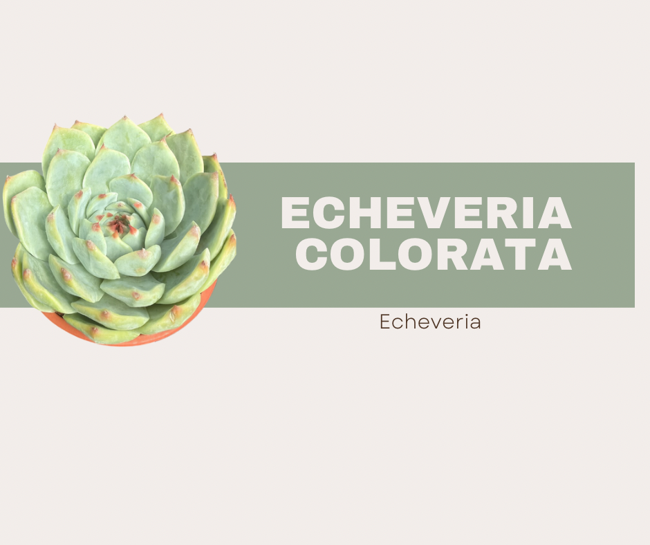 Echeveria colorata