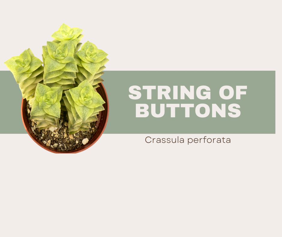 Crassula Perforata- String of Buttons