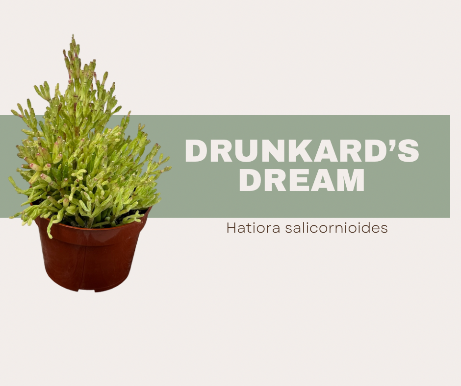 Drunkard’s Dream (Hatiora salicornioides)- The Succulent with Bottle Shaped Stems 🍾