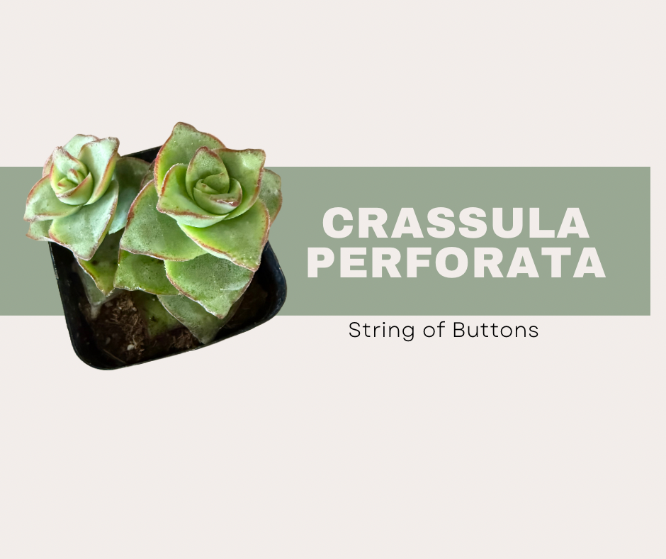 Crassula perforata, String of Buttons. Complete Care, Growth, and Tips