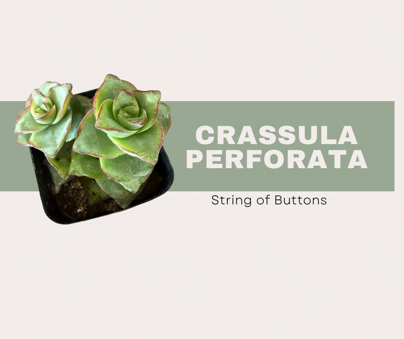 Crassula perforata, String of Buttons. Complete Care, Growth, and Tips