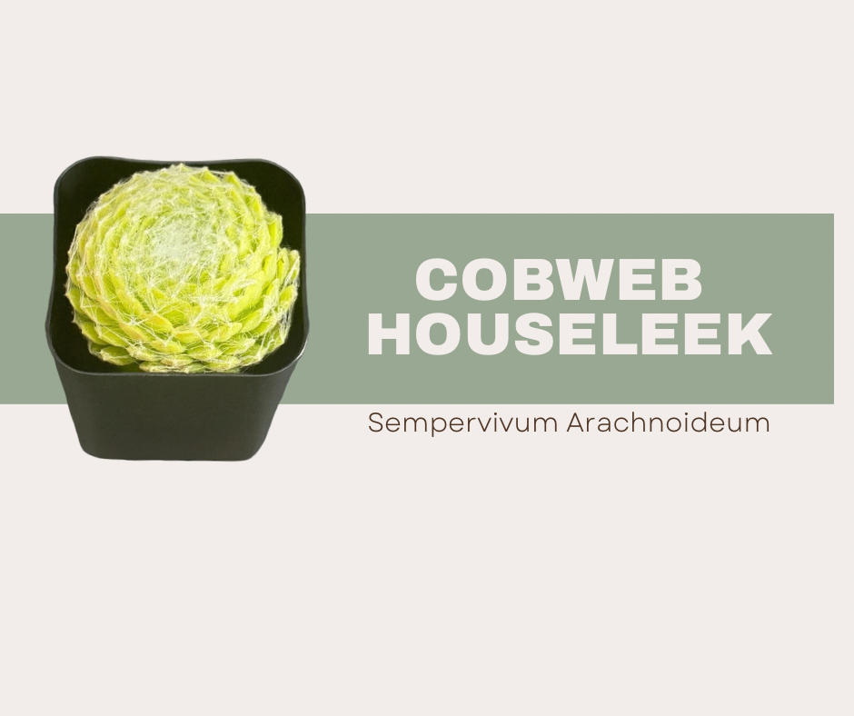 Sempervivum arachnoideum (Cobweb Houseleek)🕸
