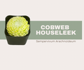 Sempervivum arachnoideum (Cobweb Houseleek)🕸