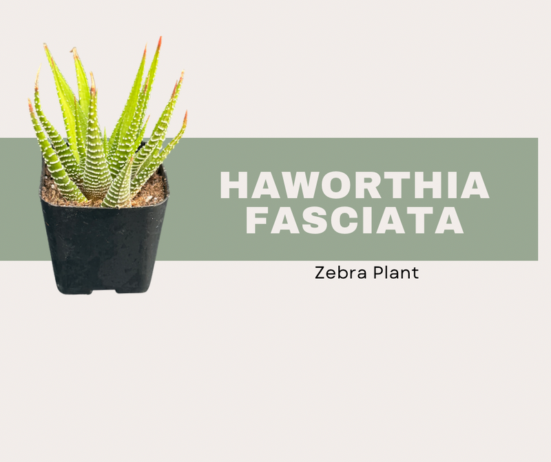 Haworthia Fasciata- Zebra Plant
