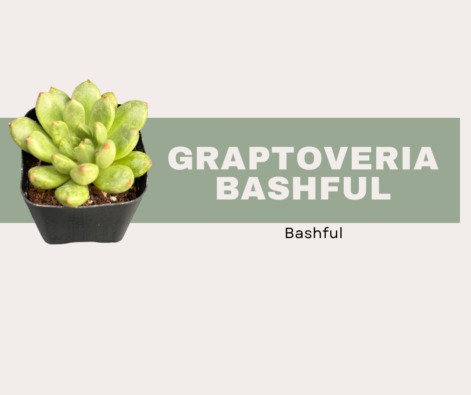 Graptoveria Bashful