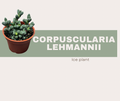 Corpuscularia lehmannii- Ice plant