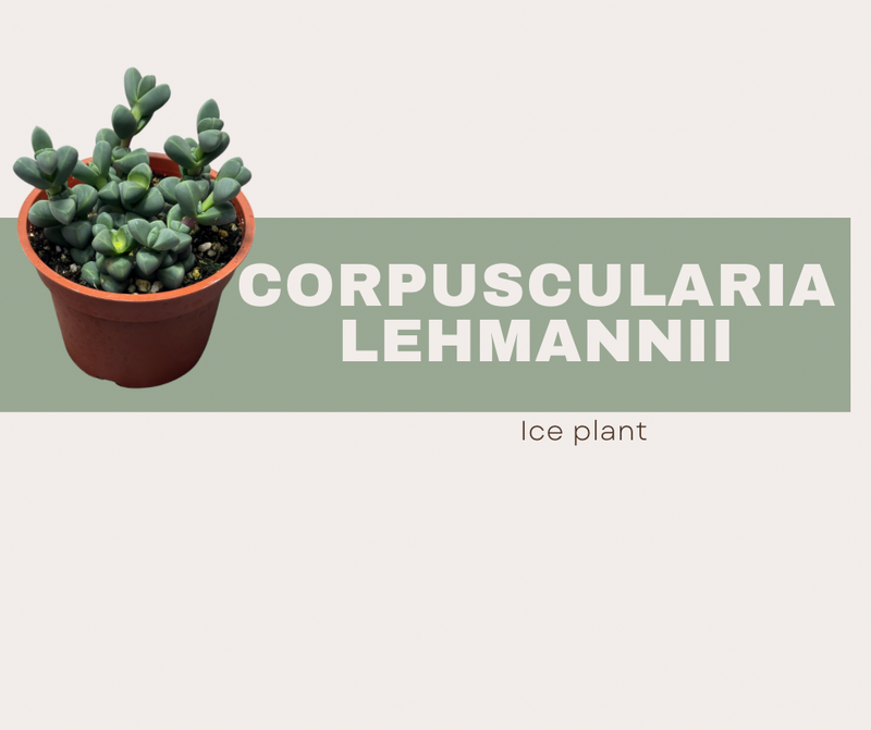 Corpuscularia lehmannii- Ice plant