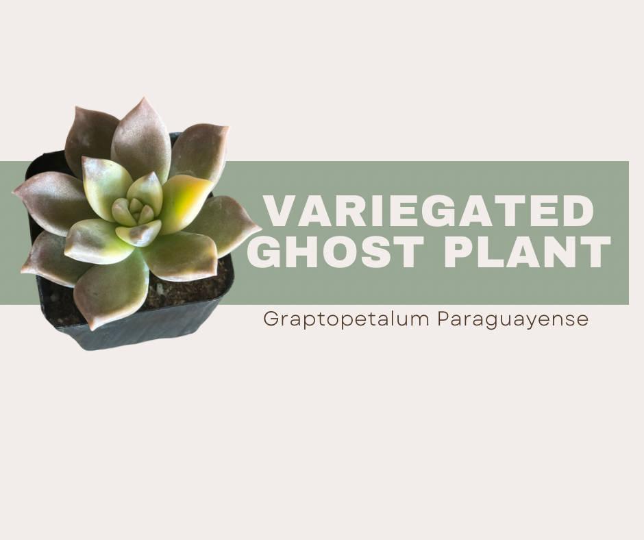 Graptopetalum paraguayense- Variegated Ghost Plant 👻