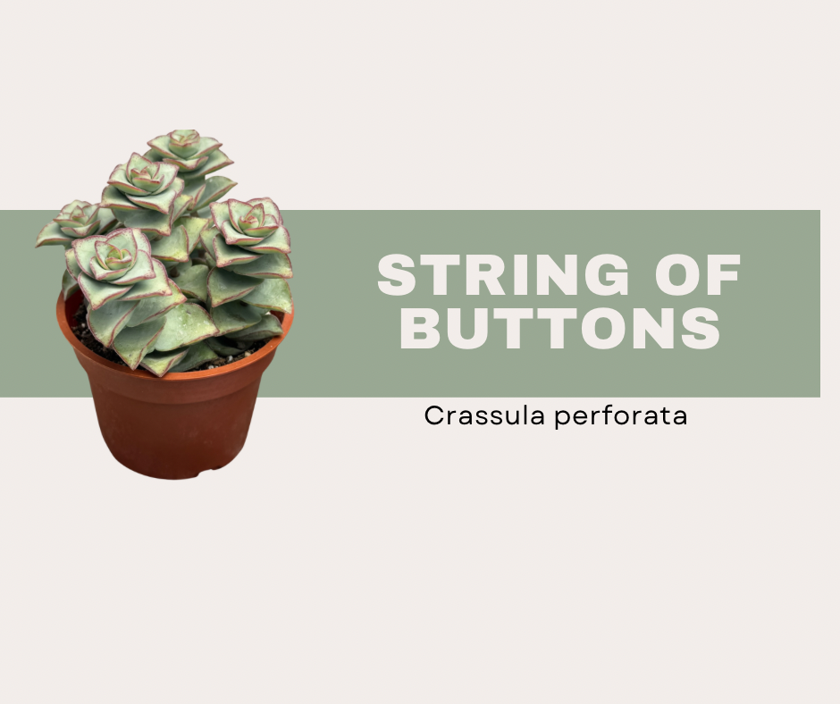Crassula Perforata- String of Buttons