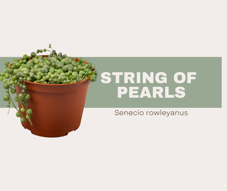 String of Pearls- The show stopping trailing succulent