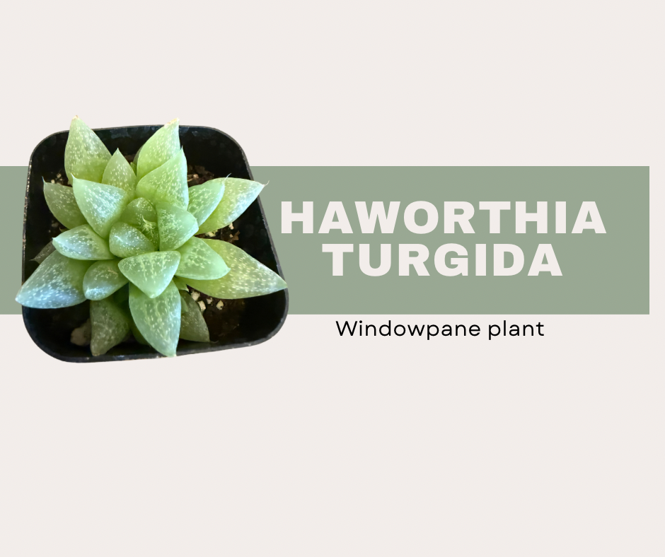 Haworthia turgida the windowpane plant 🪟