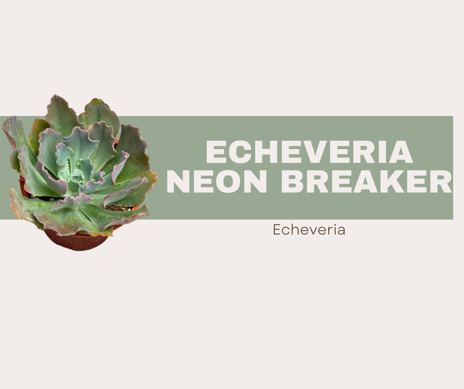Echeveria Neon Breakers