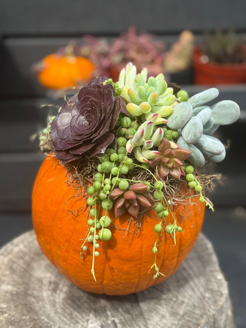 Succulent pumpkin planter