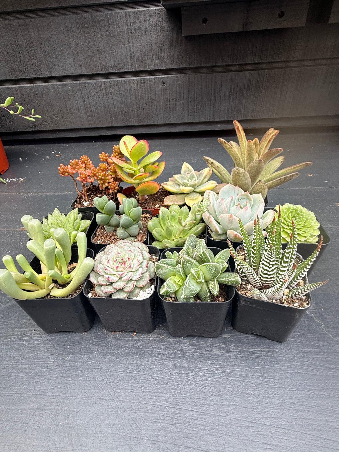 Same Pot Size, Totally Different Succulent Sizes: Here’s Why