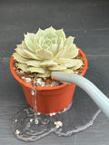 The Complete Guide to Watering Succulents