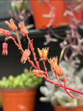 Succulent Pests: What Every Plant Parent Should Know