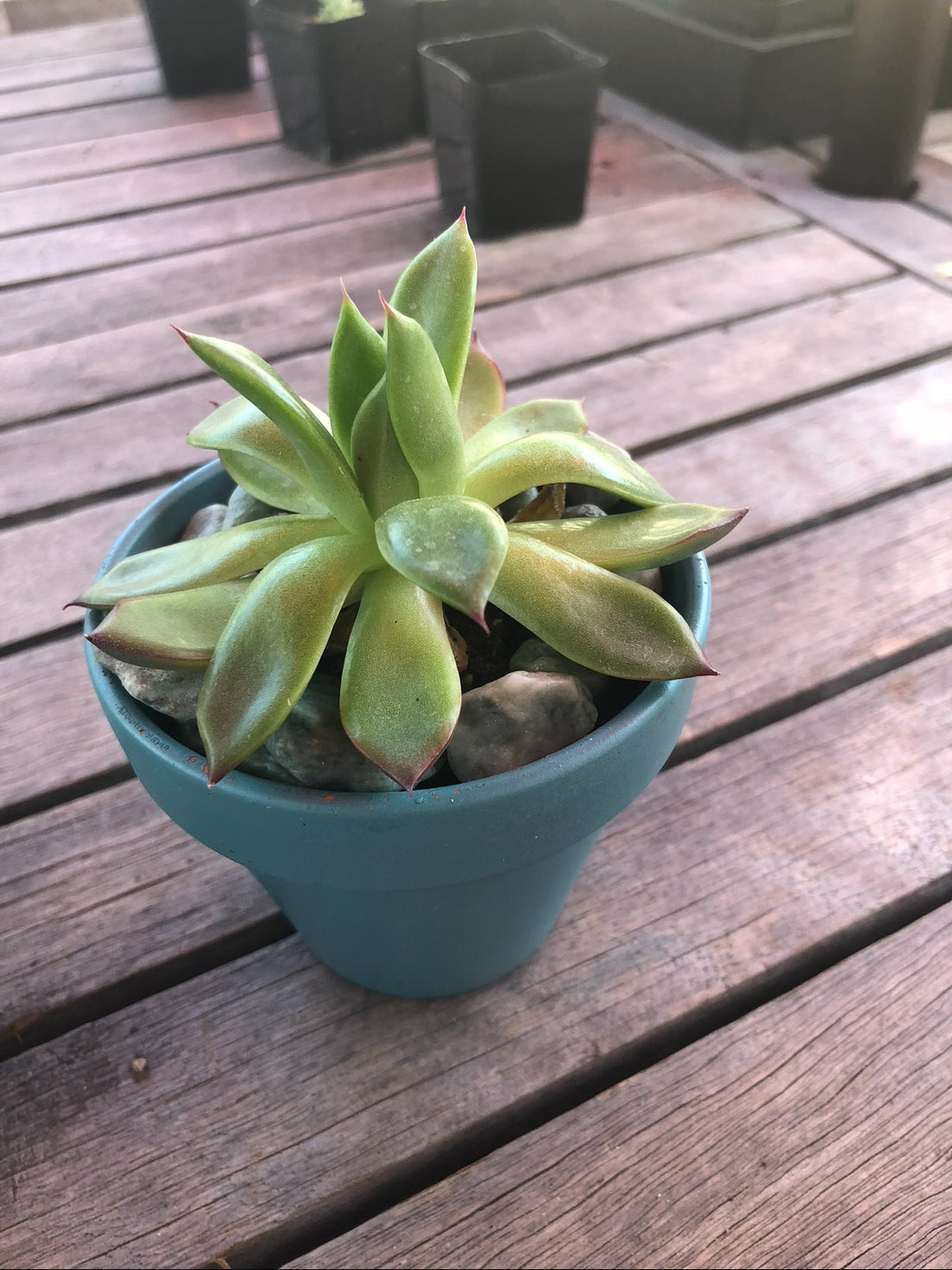 What your succulents leaves are telling you